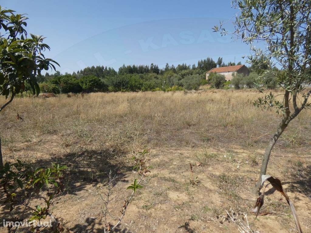 Terreno Rústico com 3000m2 em Alviobeira, Tomar - Grande imagem: 5/9