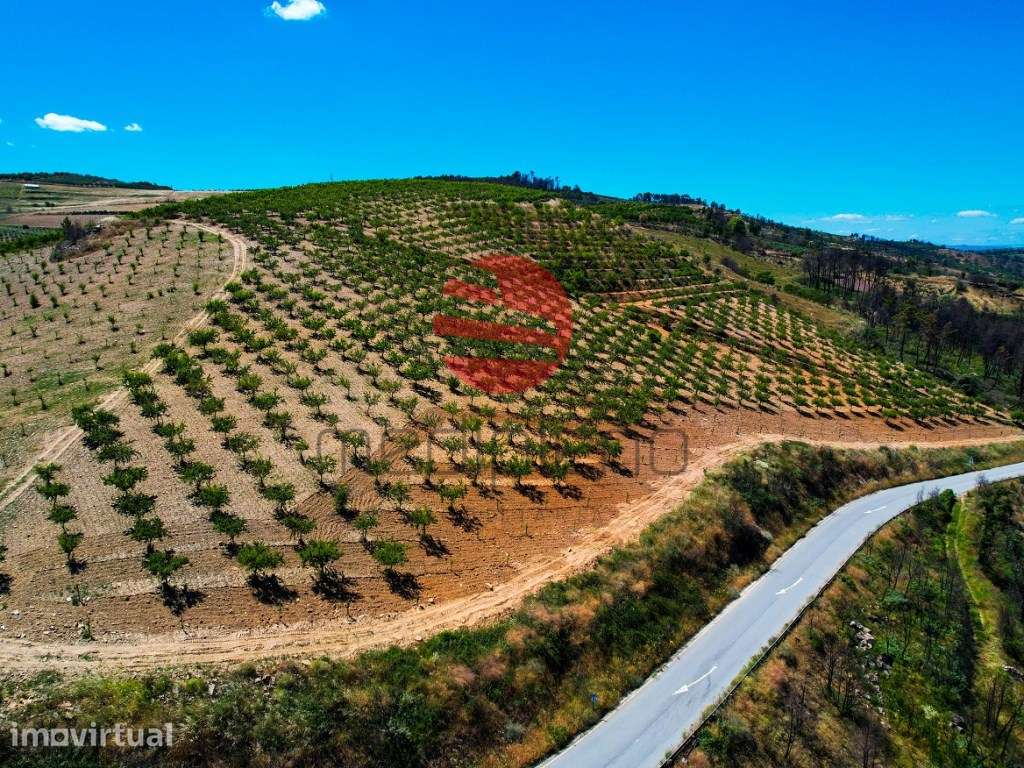 QUINTA NO DOURO SUPERIOR - Grande imagem: 2/12