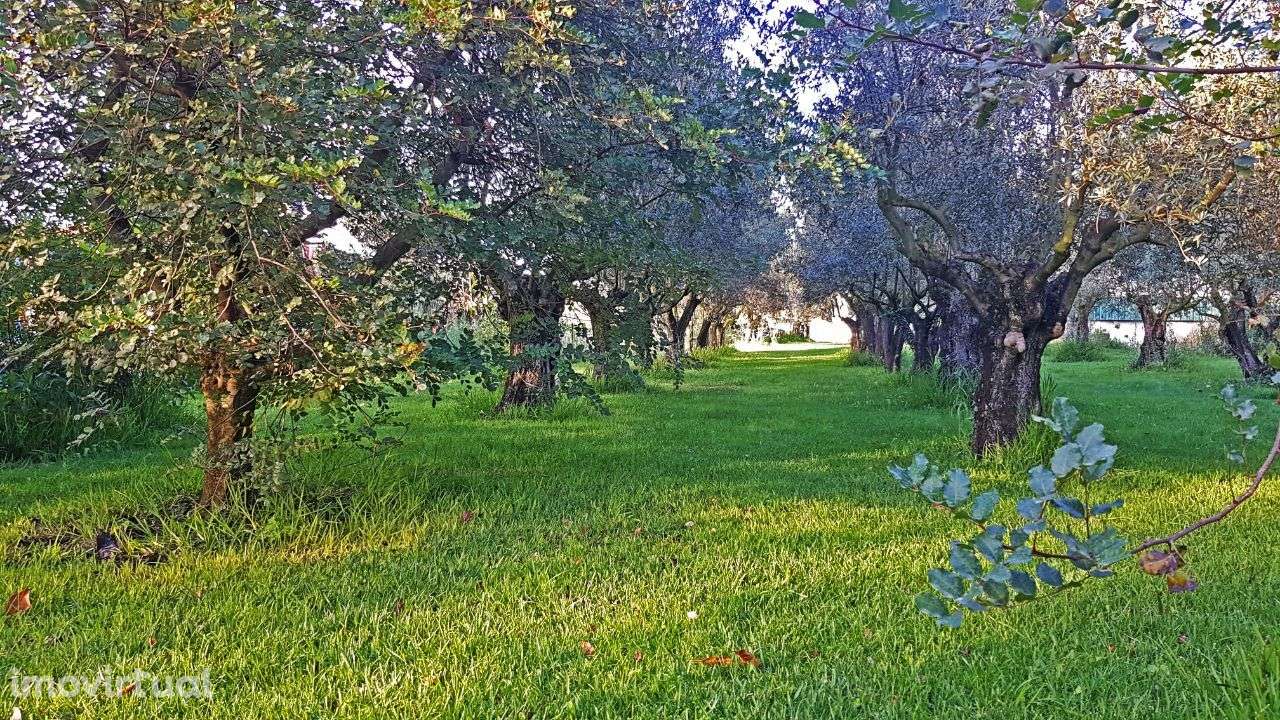 Quintinha com Mata secular - Grande imagem: 5/44