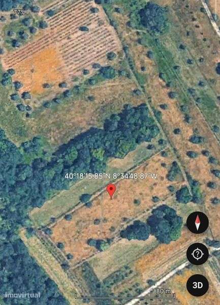 Terren cultivo com 20 oliveiras e vinha. - Grande imagem: 2/2