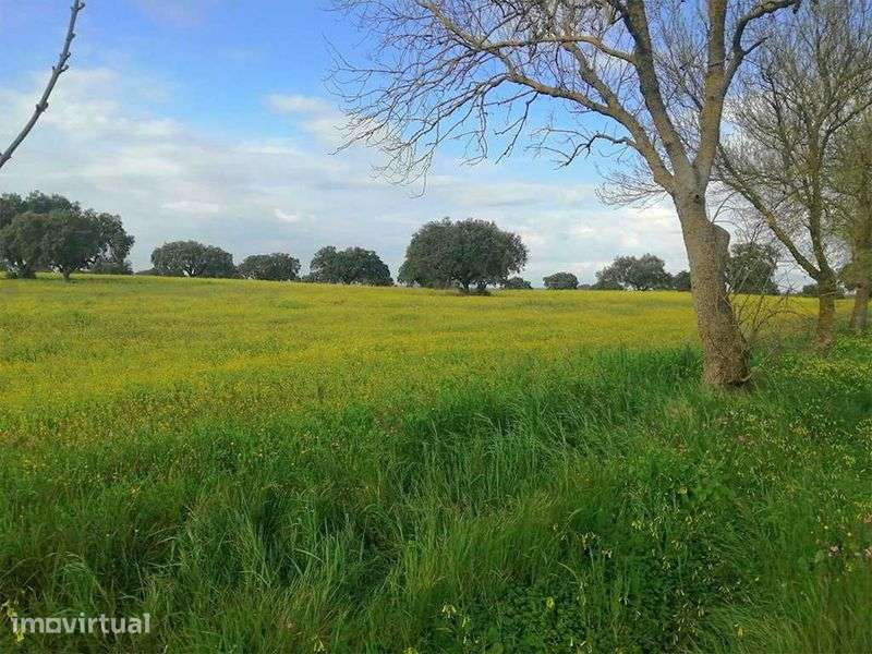 Herdade 47 ha, Alentejo - Grande imagem: 5/7