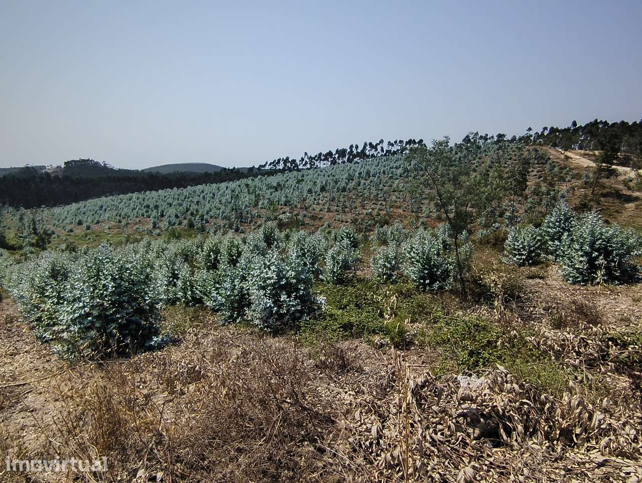 Quinta rústica de 6 hectares com um enorme potencial em Torres Vedras - Grande imagem: 2/9