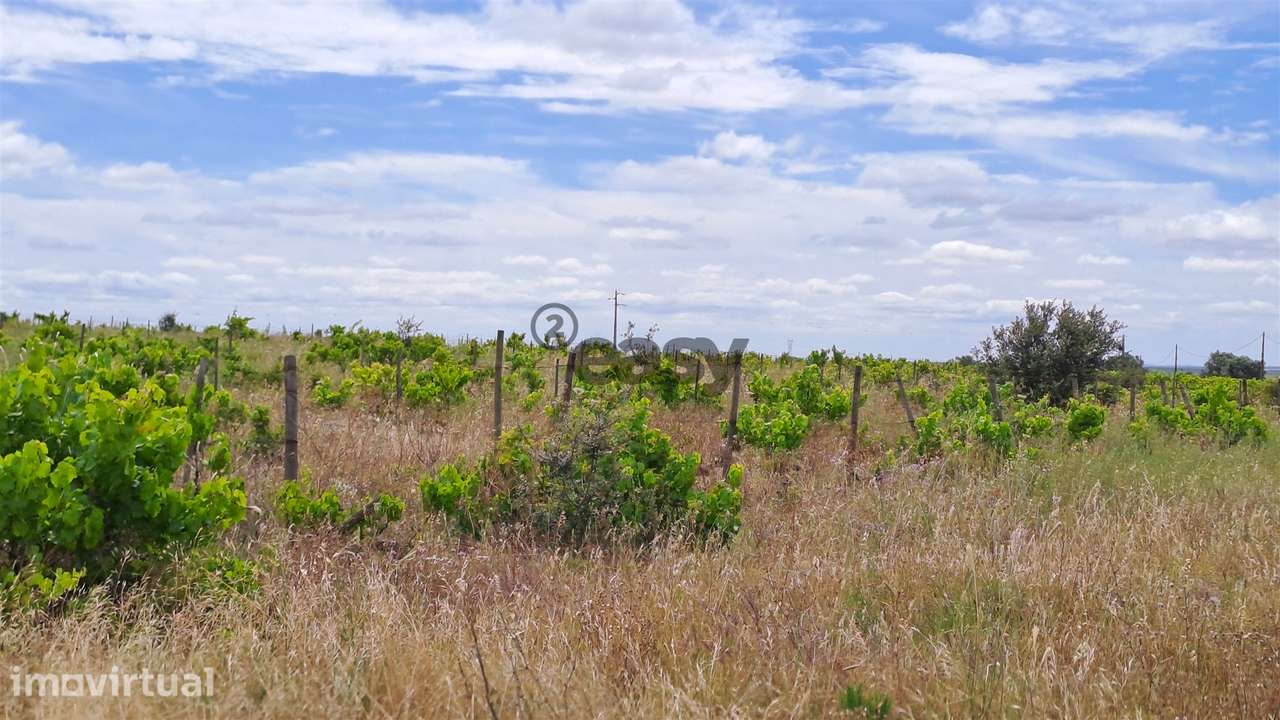 Vinha com 3 hectares na Região Vinícola da Vidigueira - Grande imagem: 3/12