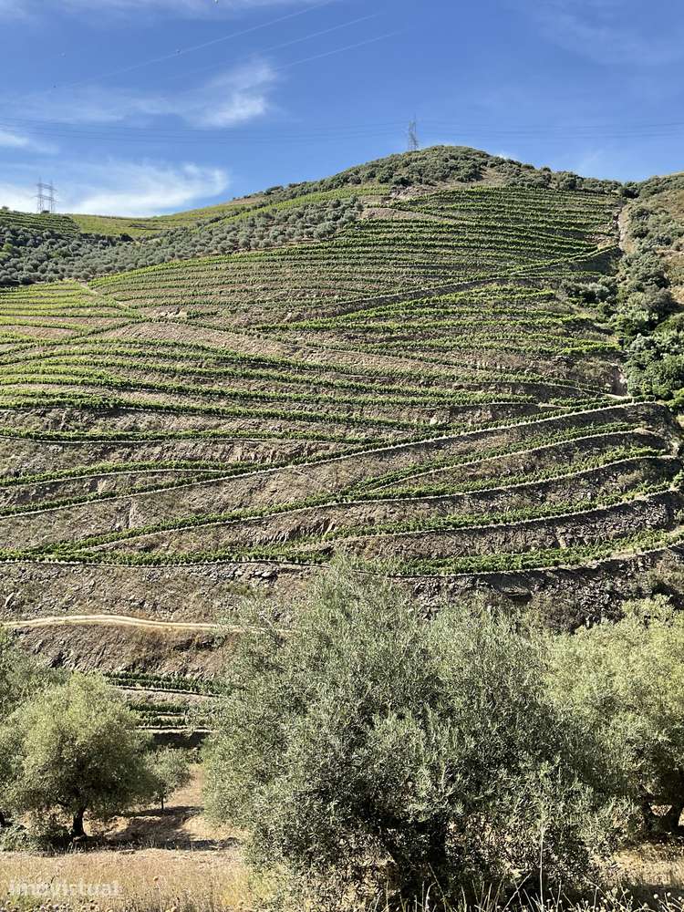 Quinta de 11ha no Coração do Douro com Vinha em Produção e Benefício - Grande imagem: 2/30