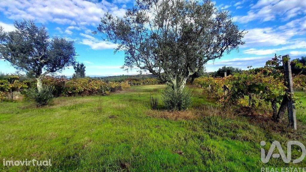 Terreno em Seixo da Beira de 14947,00 m2 - Grande imagem: 2/28