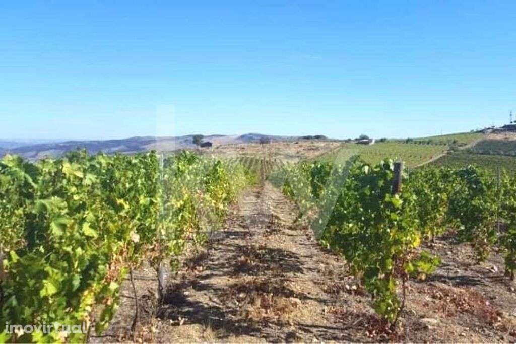 TERRENO DE 39 Ha, COM VISTA PARA O RIO DOURO (3.1 Ha DE VINHA COM BENE - Grande imagem: 3/16