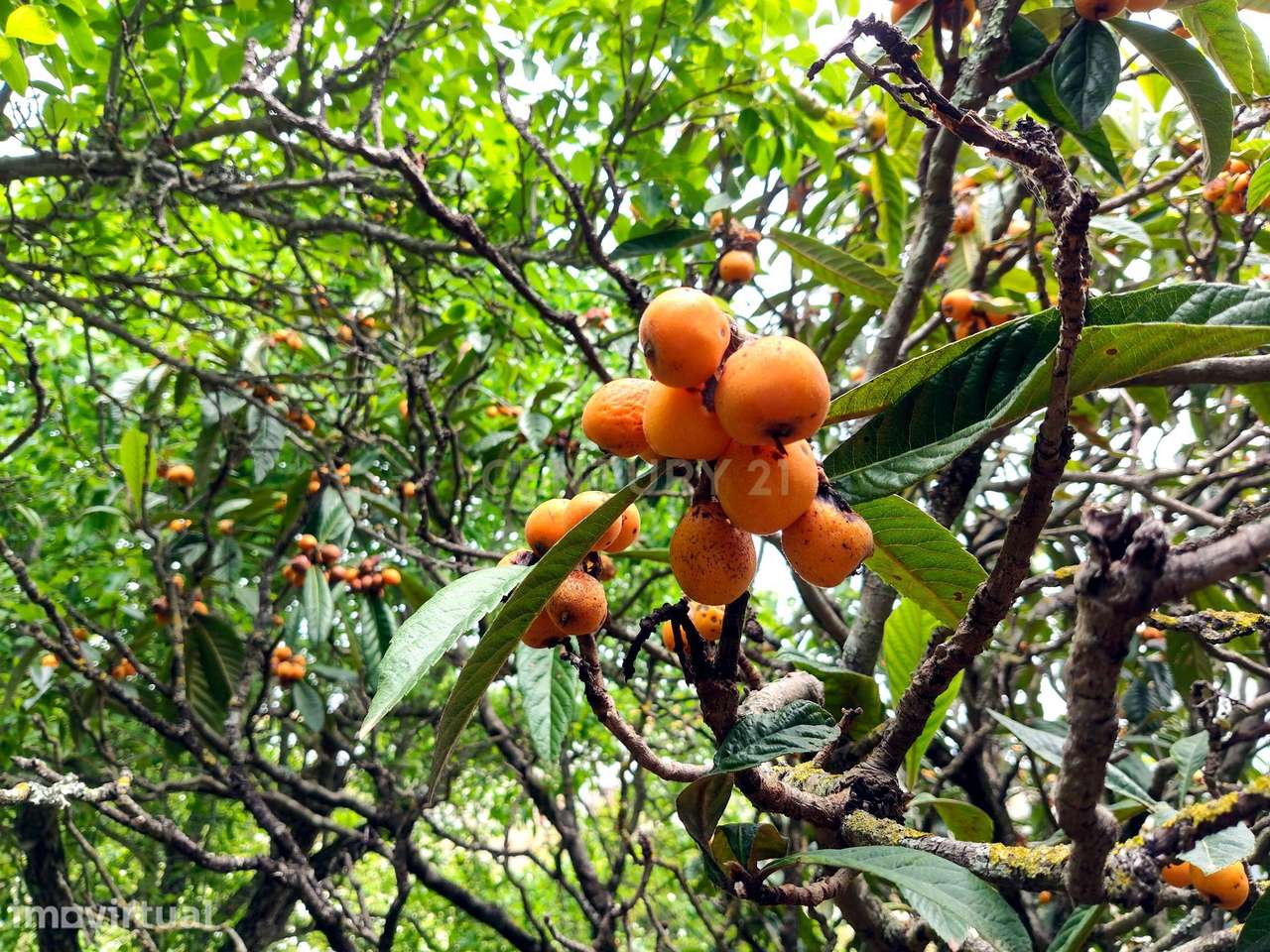 Terreno Rústico com Árvores de Fruto - Calhandriz, Vila Franca de Xira - Grande imagem: 5/17