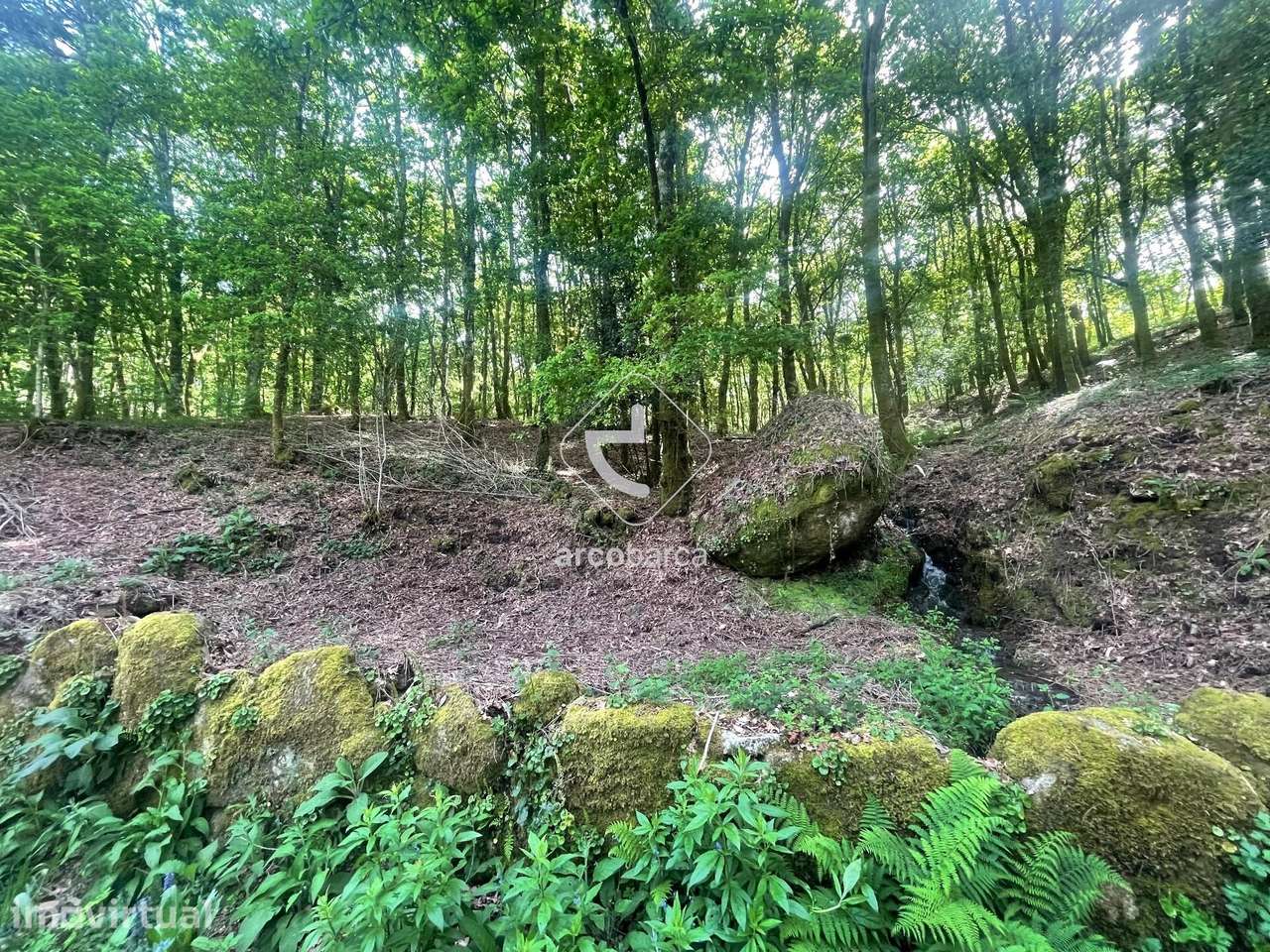 Terreno florestal com 13 160m2 - Formariz - Paredes de Coura - Grande imagem: 3/12