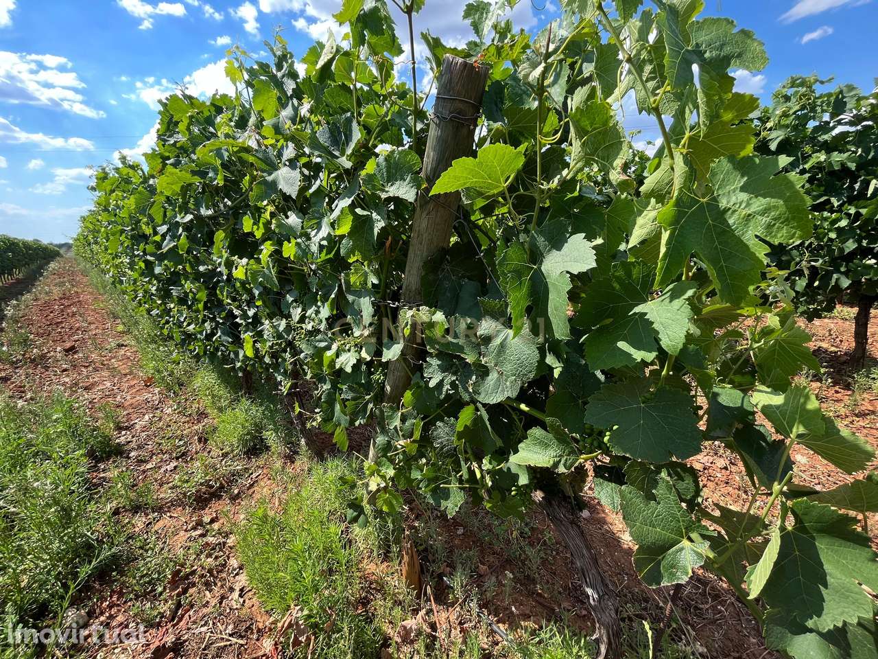 Herdade com 81.325,00 m2 de Vinha em Estremoz - Grande imagem: 4/6