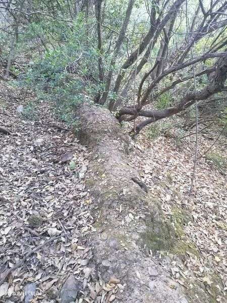 Terreno 12ha misto com possibilidade de turismo rural Bensafrim - Grande imagem: 2/8
