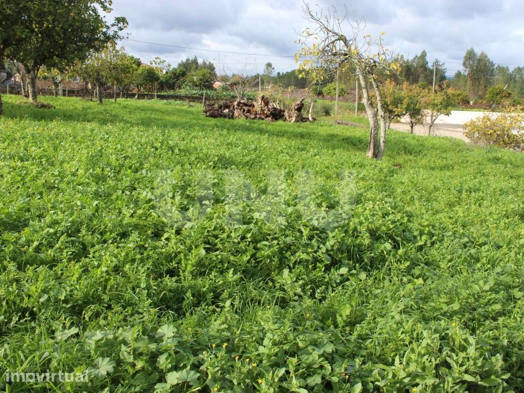 Terreno Rústico com Viabilidade de Construção para Venda em Pedra d... - Grande imagem: 5/17