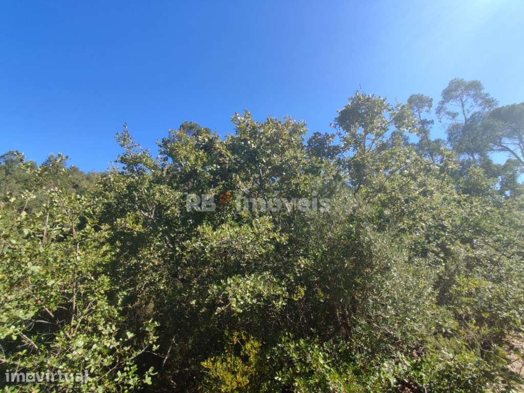 Terreno rústico com 5720m² - Fetal, Tomar - Grande imagem: 4/11