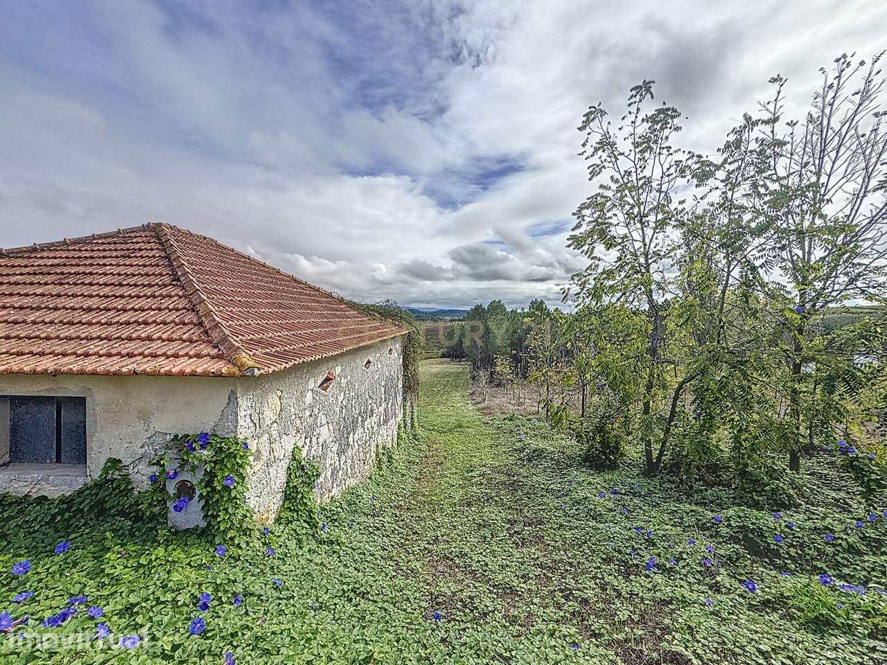 Terreno - Adega - Para Restaurar -  Montes - Quinta - Alcobaça - Grande imagem: 2/10