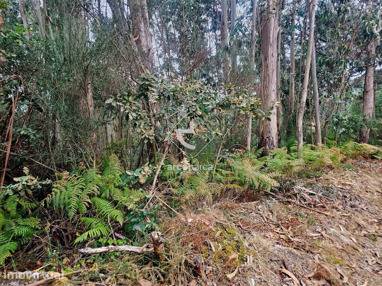 Terreno Florestal - Grande imagem: 3/6