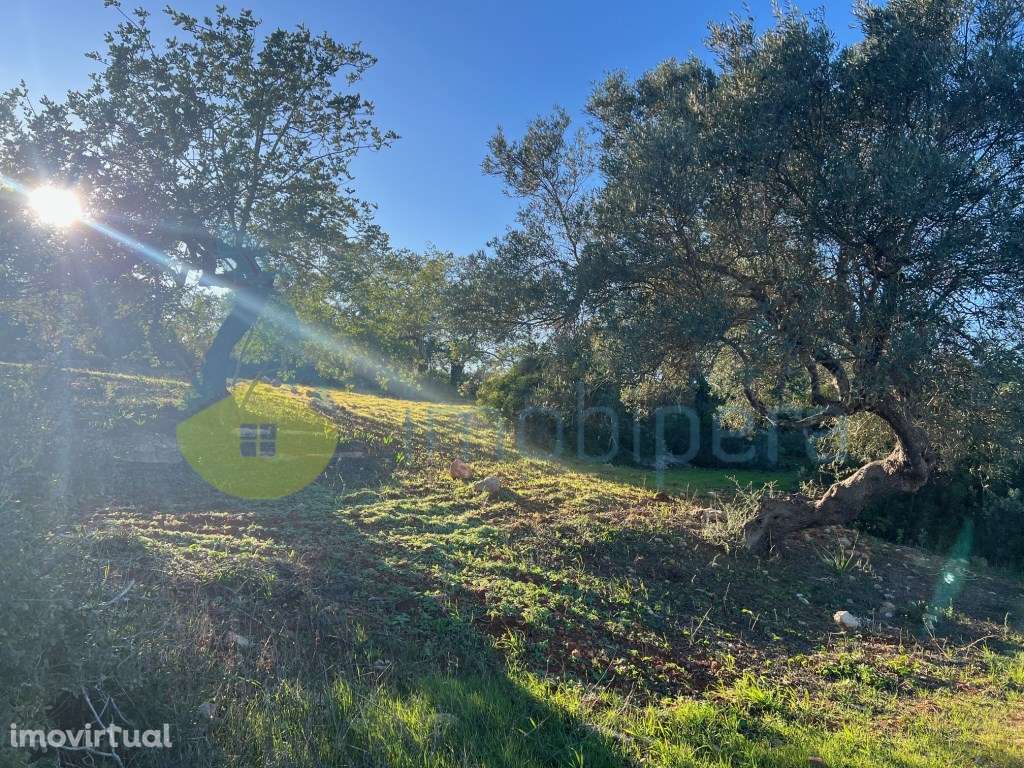 TERRENO RÚSTICO 6.000m2 ZONA CAMPESTRE - Grande imagem: 4/17