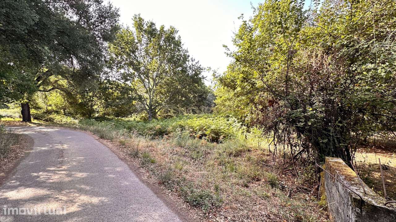 Terreno rústico com oliveiras e sobreiros – Pereiro, Pedrógão Grande - Grande imagem: 2/3