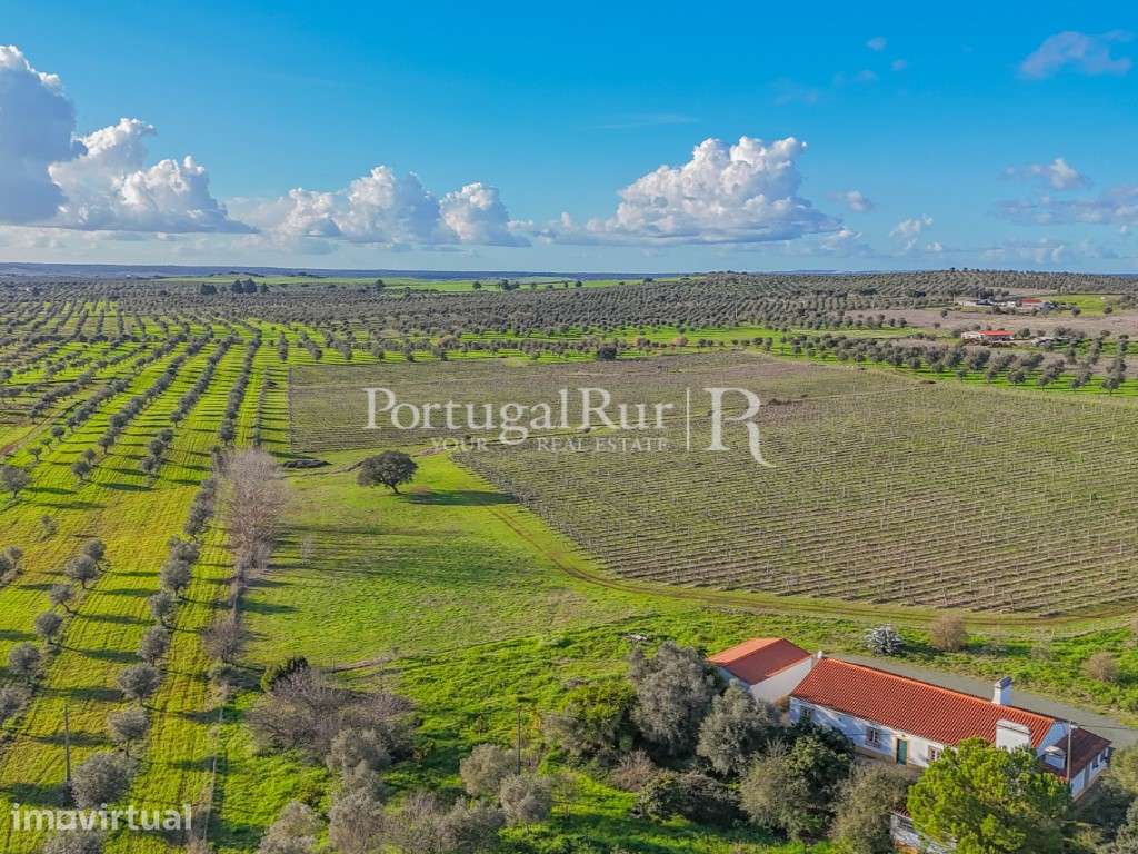 Monte Alentejano T4 com 7 ha de vinha em Avis - Grande imagem: 2/37