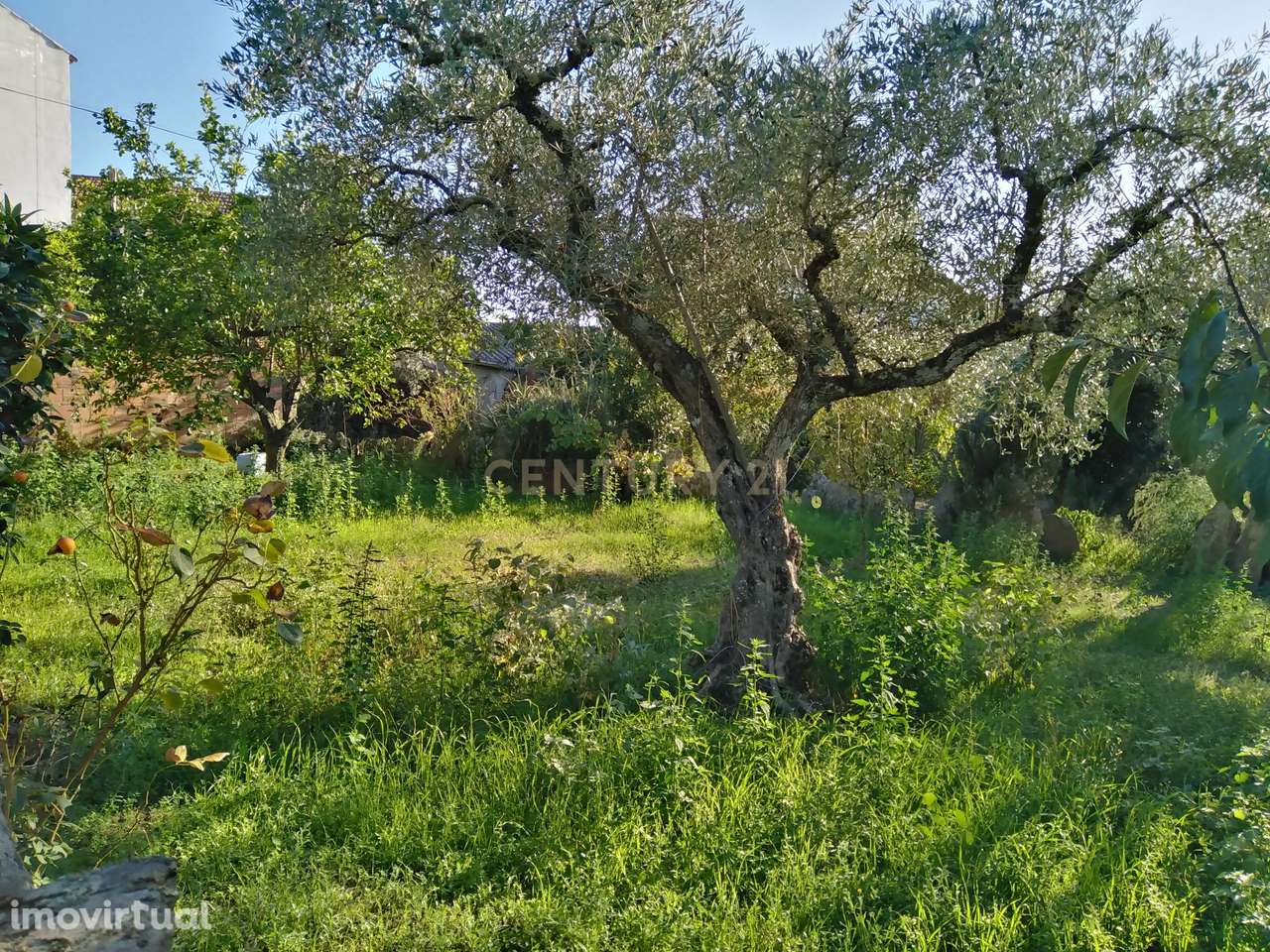 Terreno Rústico com duas construções, Amarelos, Castelo Branco - Grande imagem: 2/7