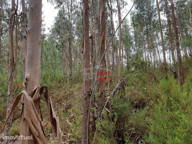 Terreno rústico com eucaliptos, Cercal, Ourém - Grande imagem: 5/7
