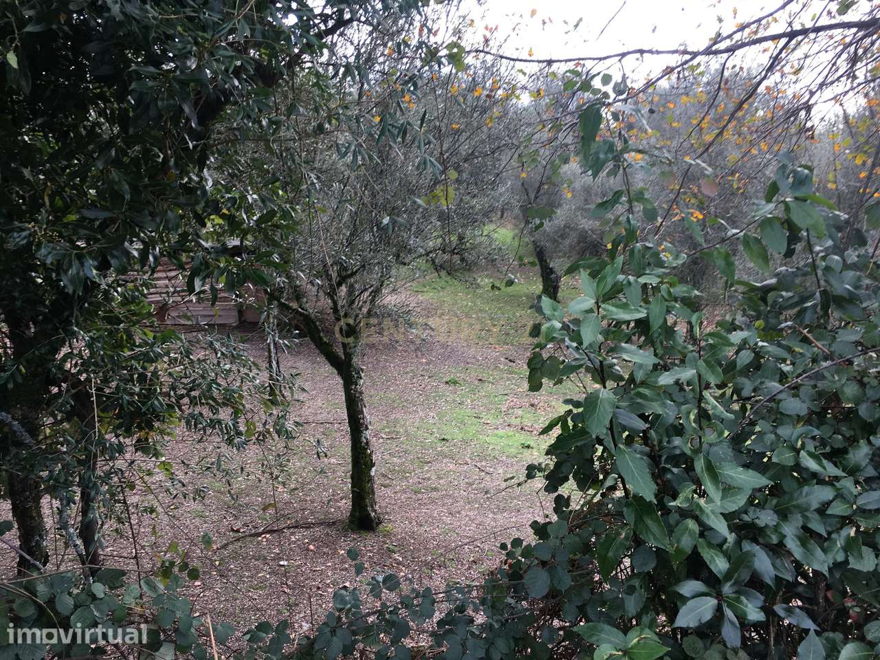 Quinta com 24.000m2 terreno no centro Vieira do Minho - Grande imagem: 4/22