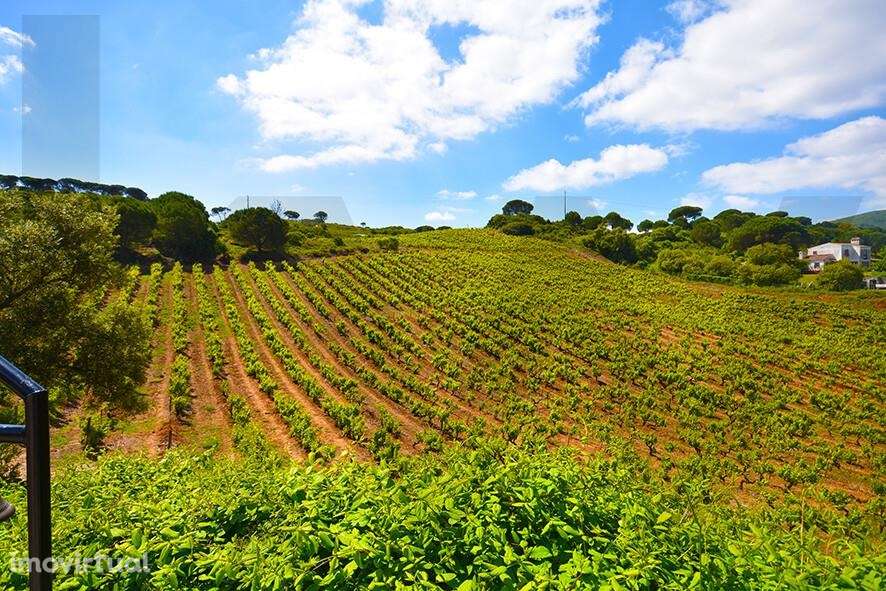 Quinta Parque Natural Arrábida - Grande imagem: 3/47