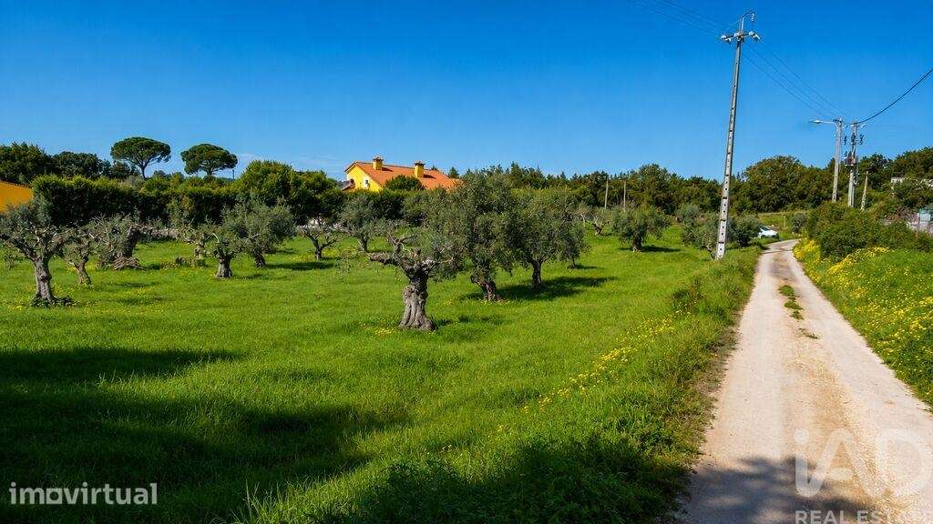 Terreno Agrícola em Meia Via - Grande imagem: 5/5