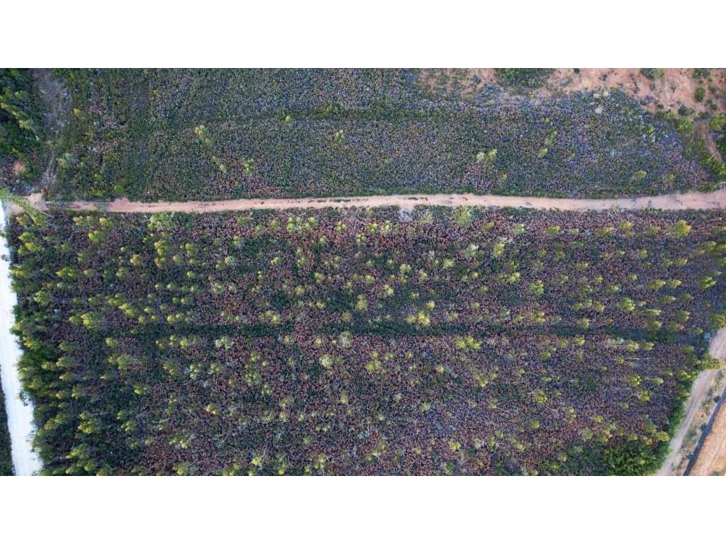 Terreno industrial em Albergaria a Velha - Grande imagem: 4/5