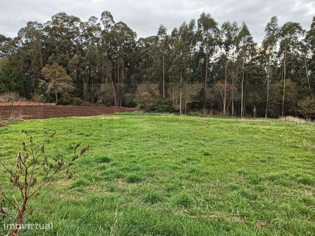 Terreno com 37m de frente - Estarreja - Grande imagem: 5/6