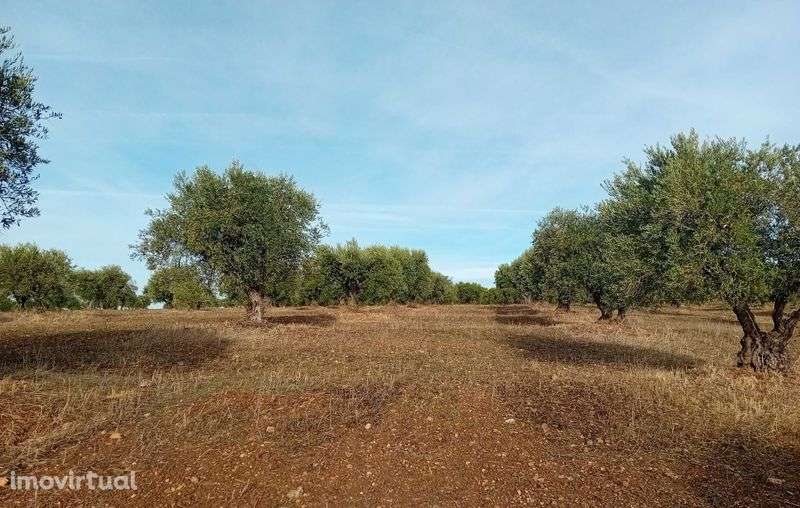 Vendem-se Olivais - Santo Amador - Grande imagem: 3/3