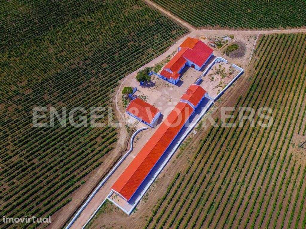 Vinha a norte de Lisboa - Grande imagem: 3/36