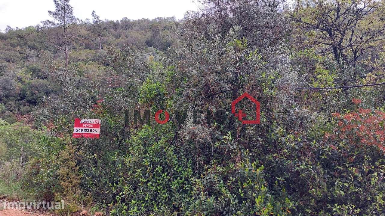 Terreno Agrícola com alguma árvores de fruto - Grande imagem: 5/5