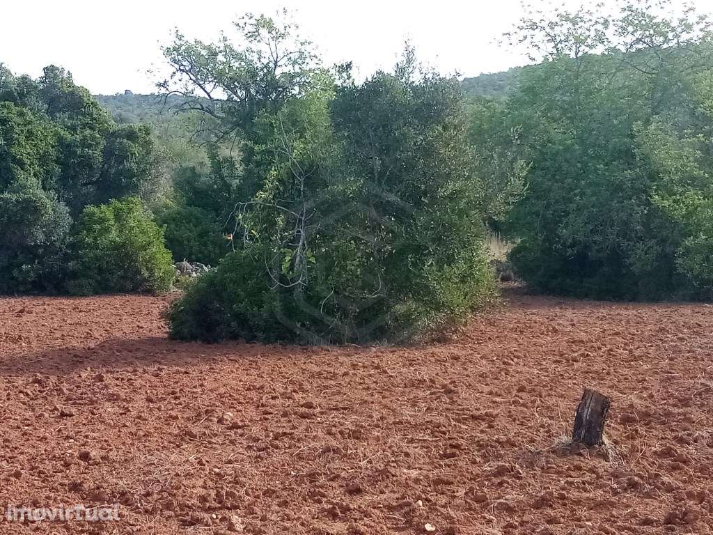 Lote de terreno rústico com 4500m2, Loulé, Algarve - Grande imagem: 2/13