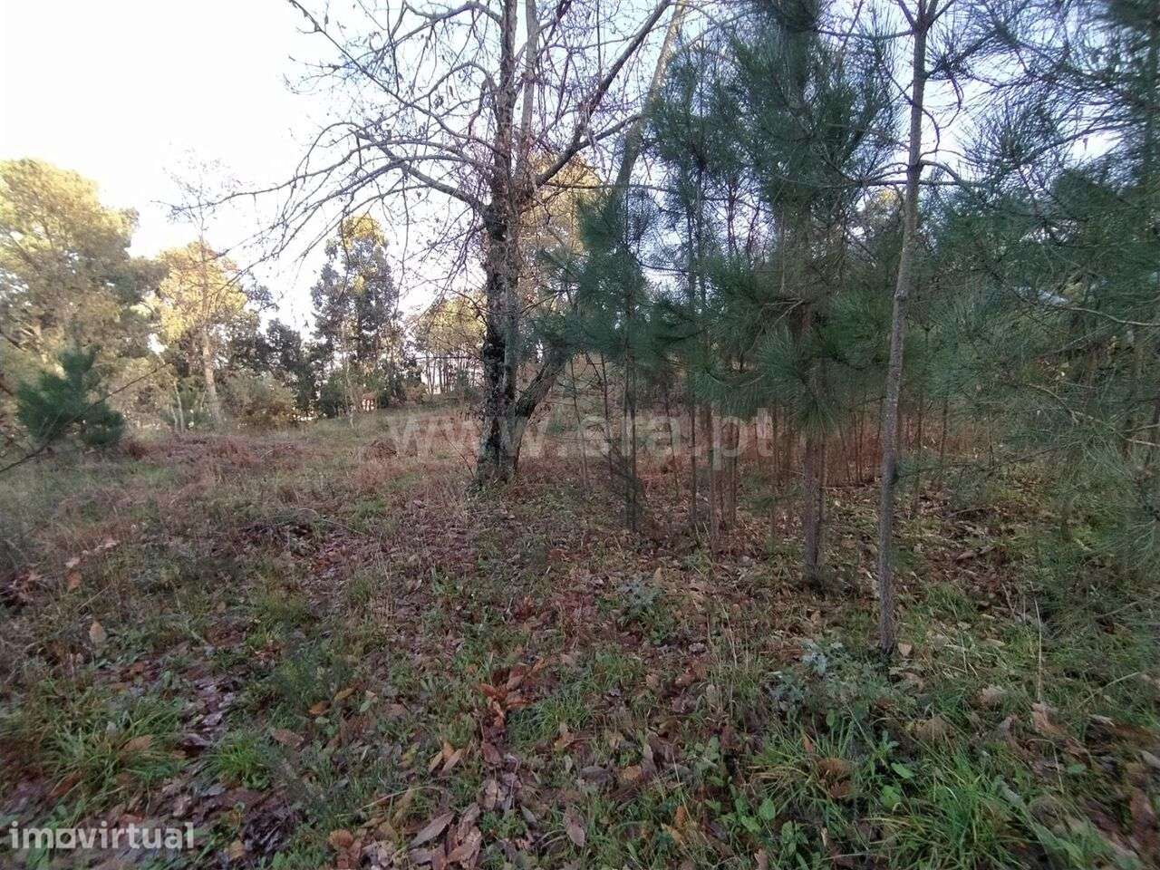 Terreno / Cinfães, Cinfães - Grande imagem: 2/6