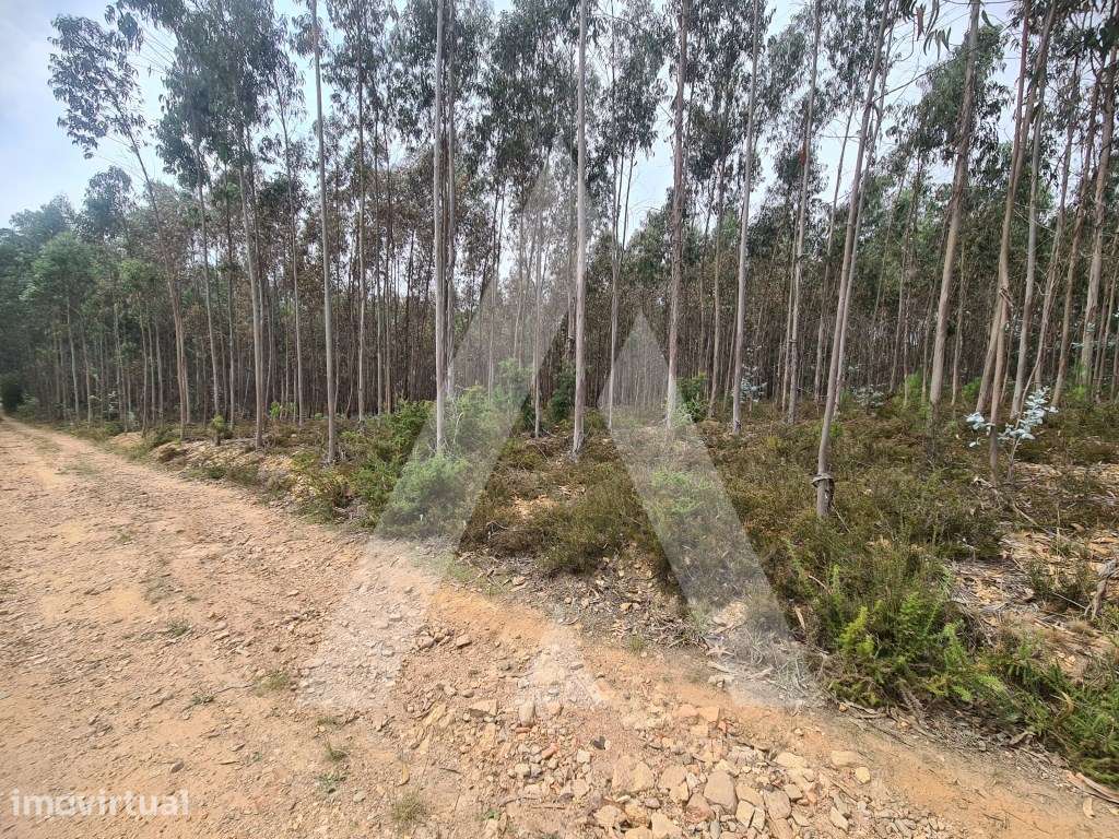 Terreno Industrial em Pinheiro da Bemposta - Grande imagem: 3/5