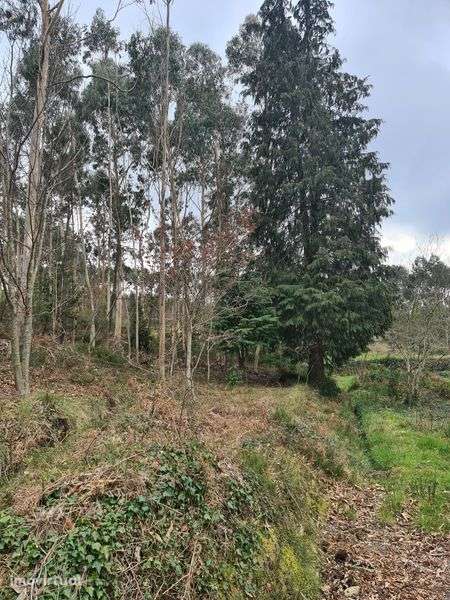 Quinta Agrícola a 5 minutos da A25 - Grande imagem: 2/8