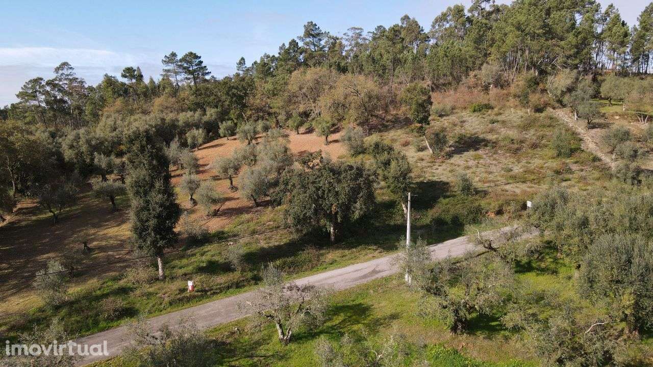 Terreno Agrícola/Florestal - Grande imagem: 2/6