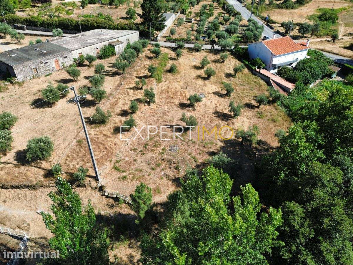Terreno de 2.485 m² com Olival, Muro de Granito e Potencial de... - Grande imagem: 4/7