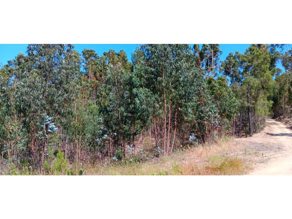 Terreno Rústico (Possibilidade de construção de Moradia ) - em Casa... - Grande imagem: 4/7