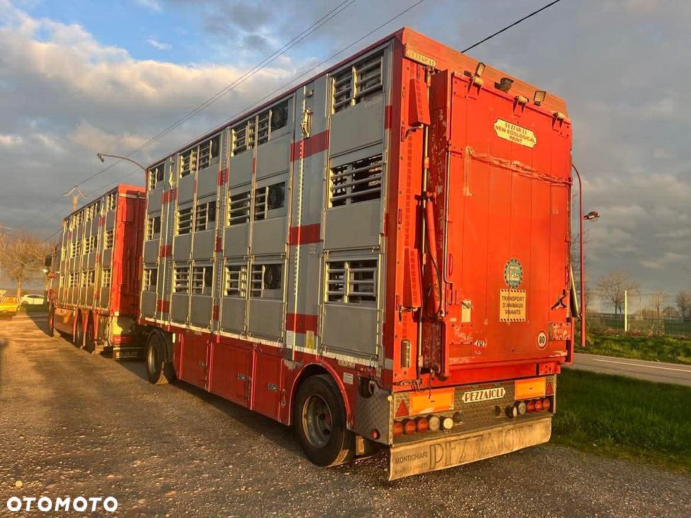 DAF XF 530 Super Space + Przyczepa Pezzaoli - 3X Trzoda, 2 X Bydło I 3 poziomy I Podnoszony dach I Hydroburta I Osie Skrętne I Poidła I Wentylatory I Pilot Manualny | - 3