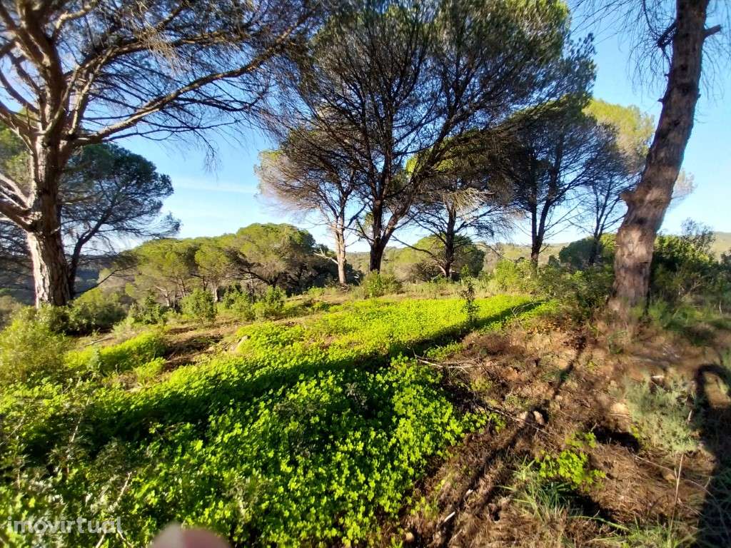 TERRENO Rústico - MELIDES - Grande imagem: 2/16