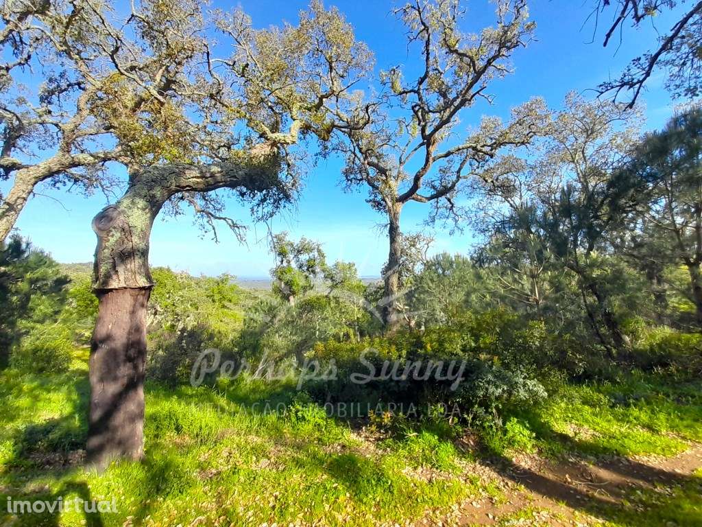 Terreno Rústico Grândola - Grande imagem: 4/25