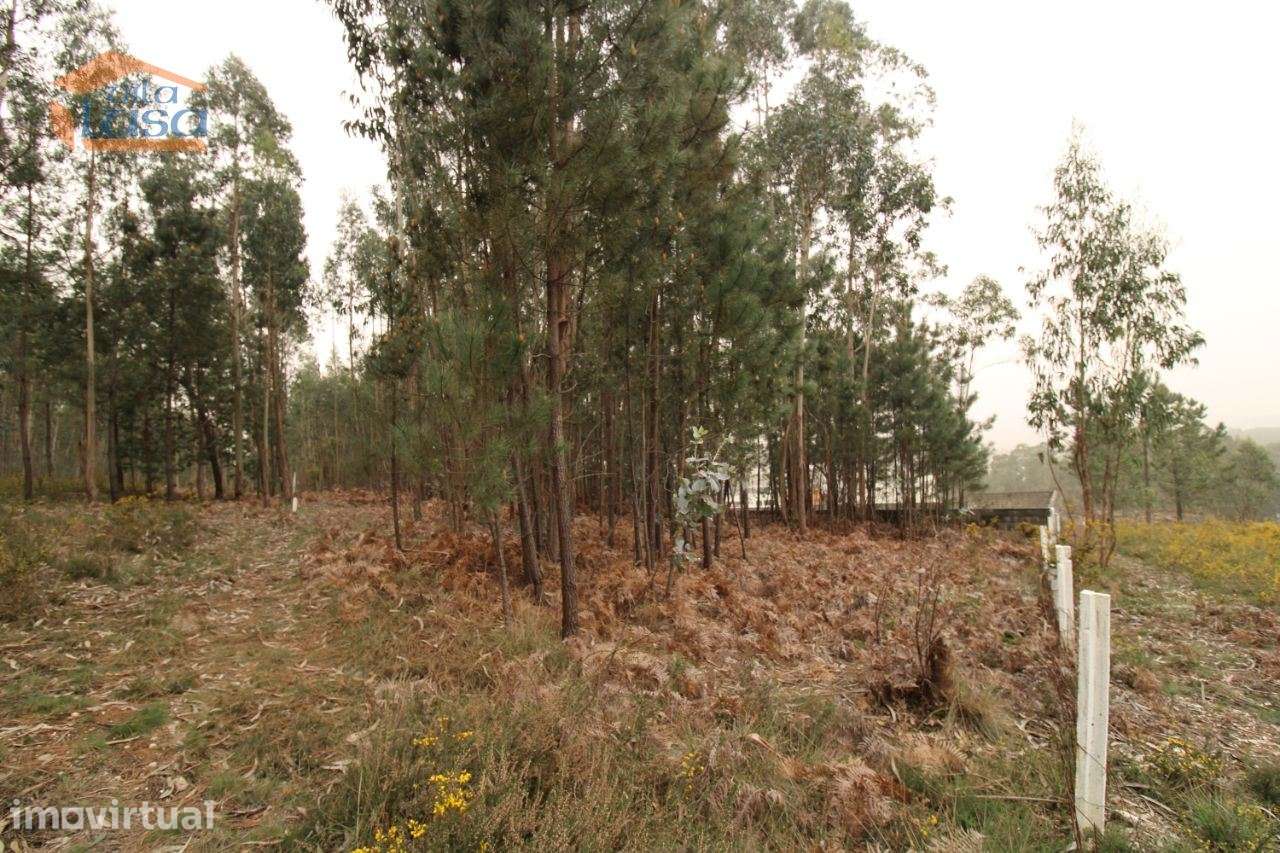 Terreno Olival com 11280 m2 Face a En 222 com 124 metros de Frente - Grande imagem: 5/27