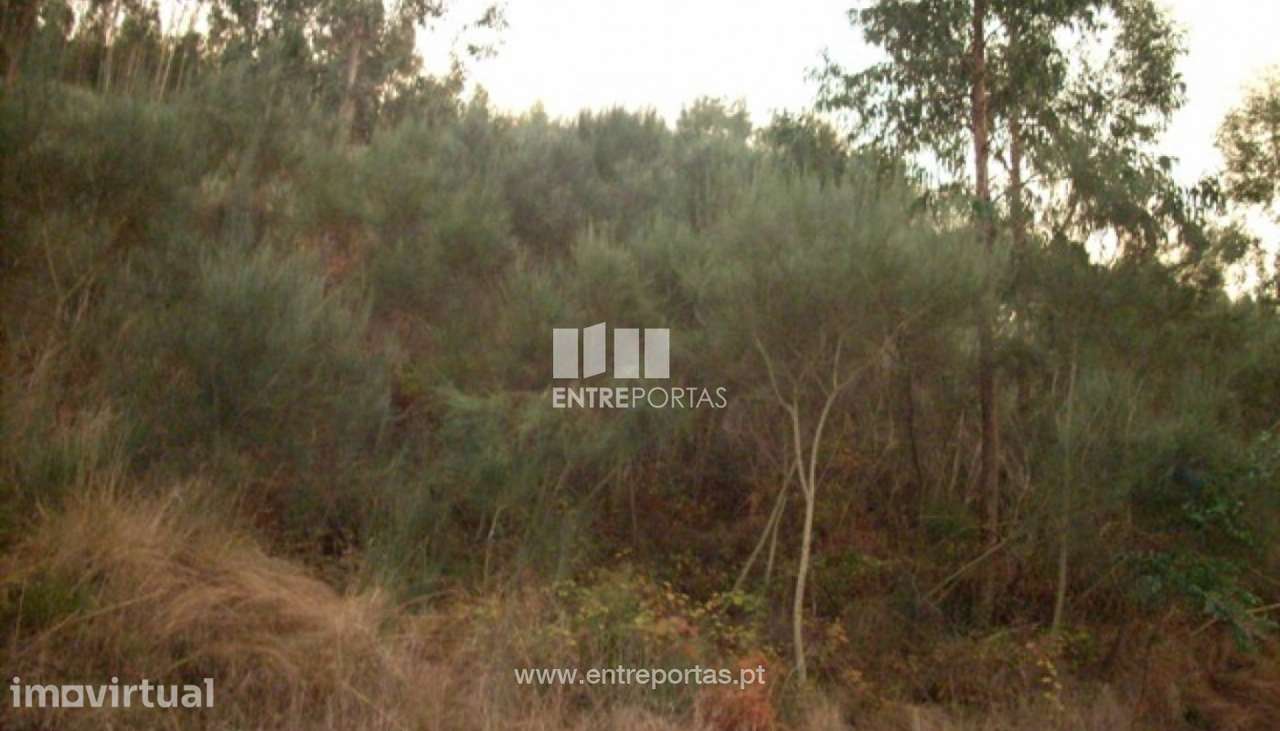 Venda Terreno, Santa Leocádia, Baião - Grande imagem: 4/29