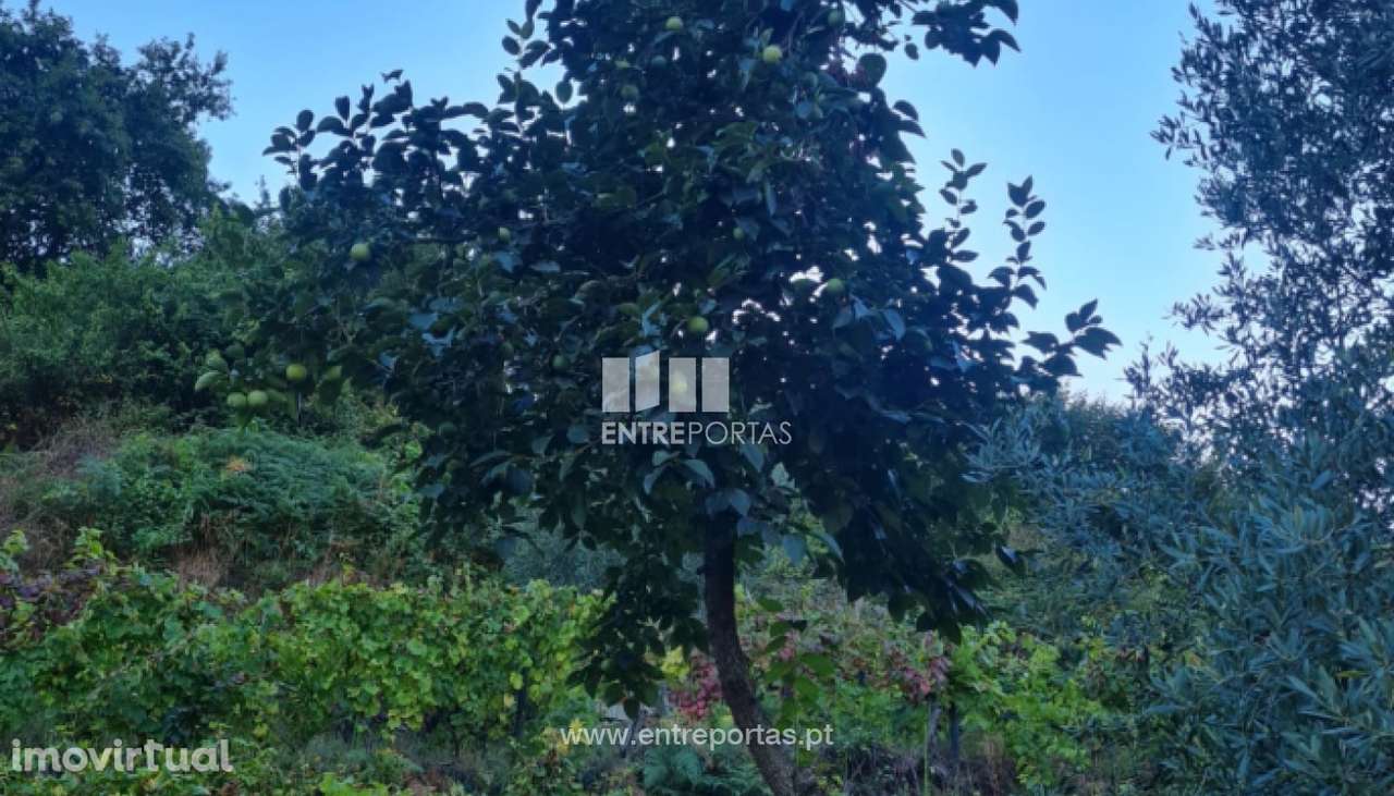 Venda de Terreno, Viariz Baião - Grande imagem: 4/17