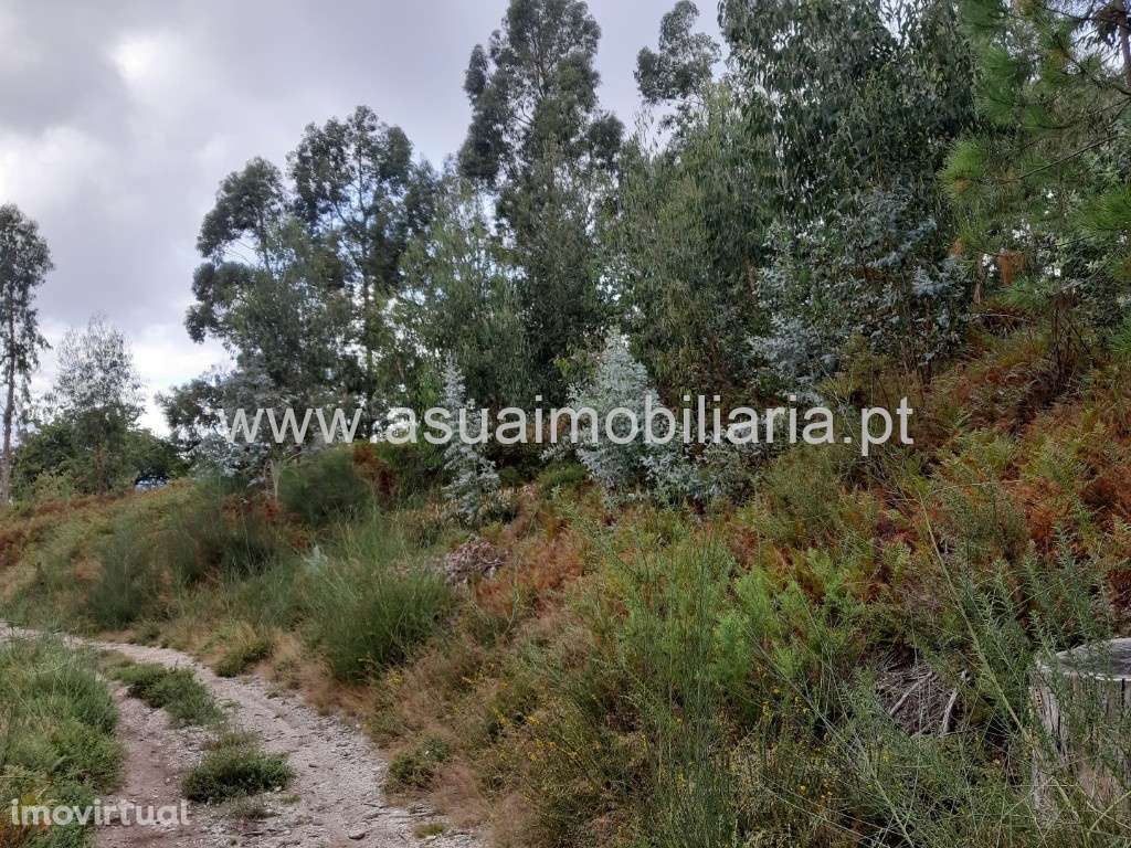 Bouças e Terrenos Agrícolas - Caldelas - Grande imagem: 3/43