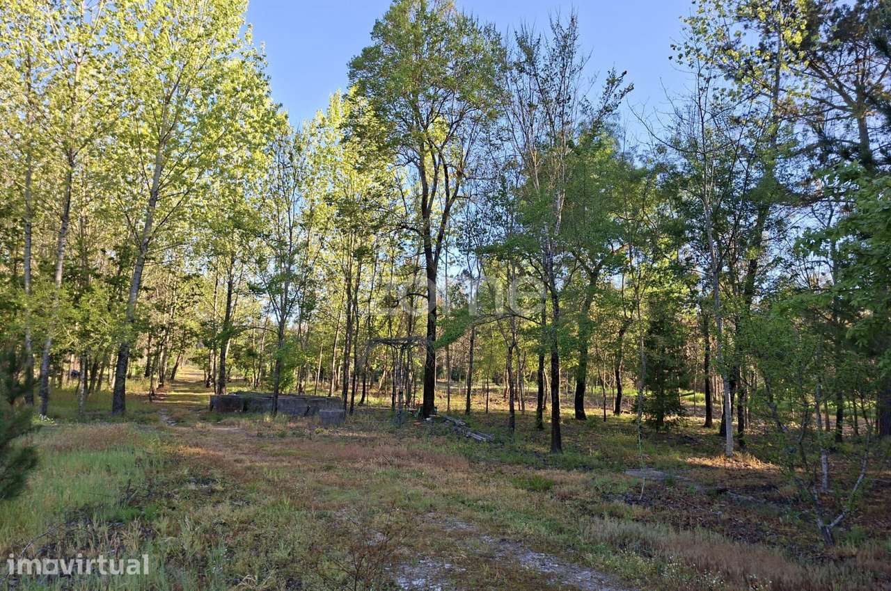 Terreno I 24 800m2 I Palhaça I Projeto moradia I 2 artigos - Grande imagem: 5/17