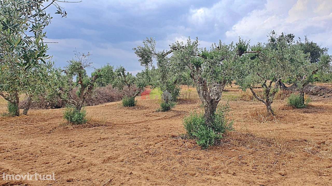 Terreno rústico com compacto olival - Grande imagem: 2/30