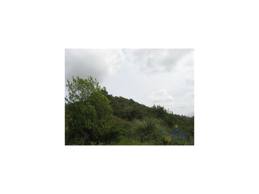 Terreno Rústico Venda Óbidos - Grande imagem: 2/15