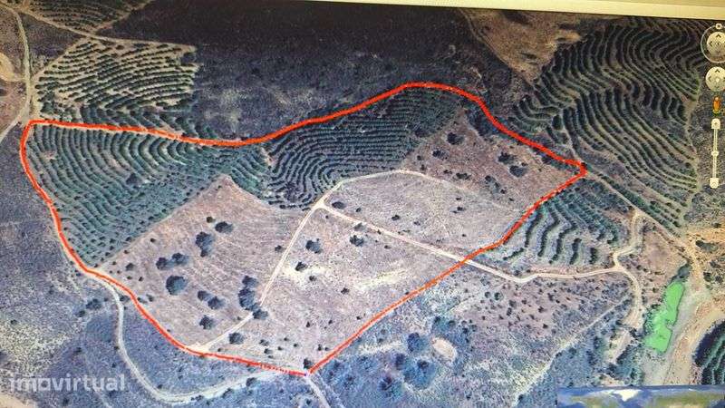 Terreno florestal c/excelente rendimento - Grande imagem: 3/3