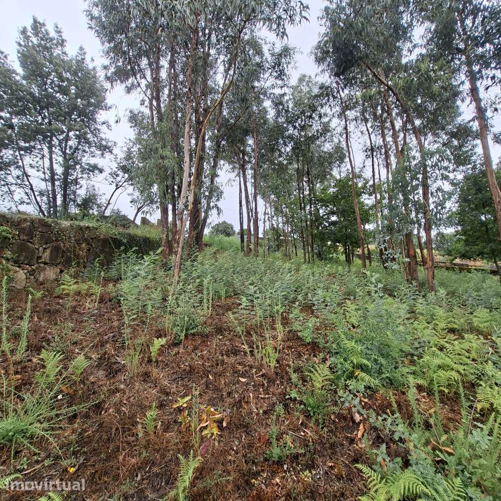 Terreno em Mujães - Grande imagem: 4/10